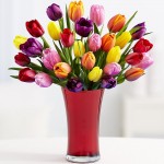 30 Multi-Colored Valentine's Tulips - Flowers