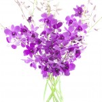 Ultimate Purple Dendrobium Orchid Bouquet (10 stems) - With Vase
