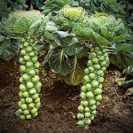 Brussels Sprout Seeds - 200+ Rare Heirloom Brussel Sprout Seeds Long Island Improved Yields 50-100 Sprouts per Plant Guaranteed to Grow