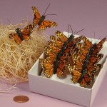 Orange Monarch Butterflies